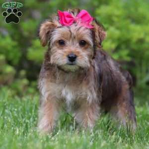 Olive, Yorkie Poo Puppy